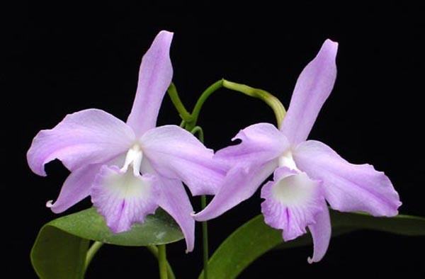 Laelia fidelensis
