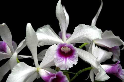 Laelia purpurata argolao x sib