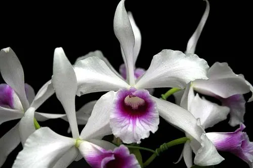 Laelia purpurata argolao x sib