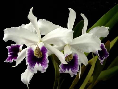 Laelia purpurata roxo-violeta x self