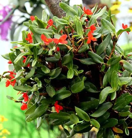 Maxillaria sophronitis