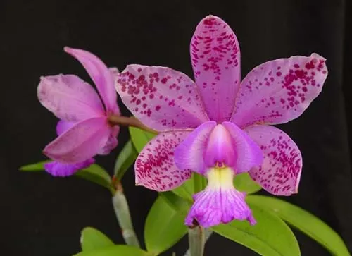 Cattleya Brabantiae 'Banderantes'