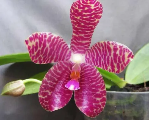 Phalaenopsis (Su Ann Cricket x Penang Jewel) x gigantea