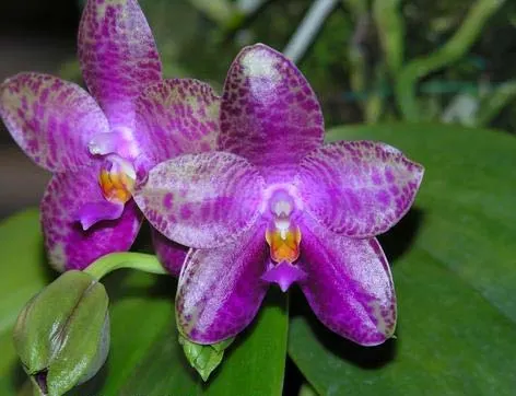 Phalaenopsis violacea 'Blue Malaysia' x gigantea