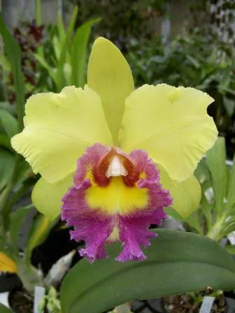 Rhyncholaeliocattleya Three Suns 'ORCHIS'