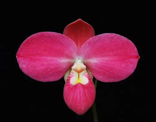 Phragmipedium Fritz Schomburg (besseae x kovachii)