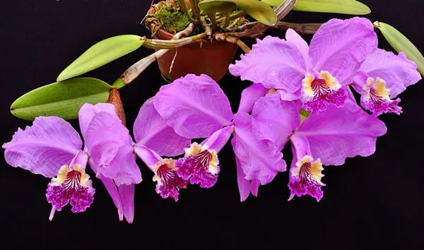 Cattleya lueddemanniana blanca