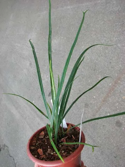 Elaphoglossum lanceolatum