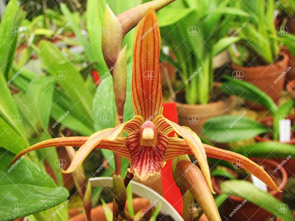 Maxillaria Sangai (Maxillaria pulla x Maxillaria striata)