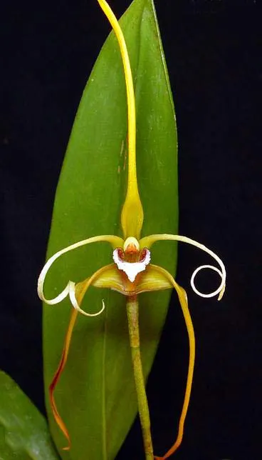 Maxillaria fractiflexa