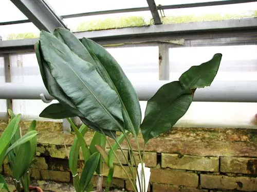 Elaphoglossum metallicum
