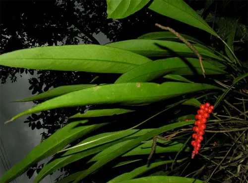 Anthurium gracile