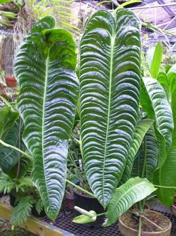 Anthurium veitchii