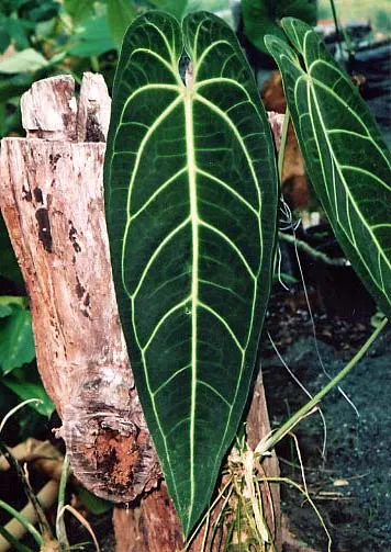 Anthurium warocqueanum