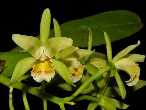 Cattleya mooreana