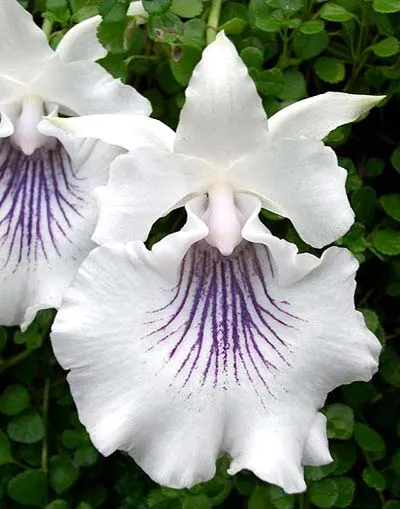 Cochleanthes amazonica