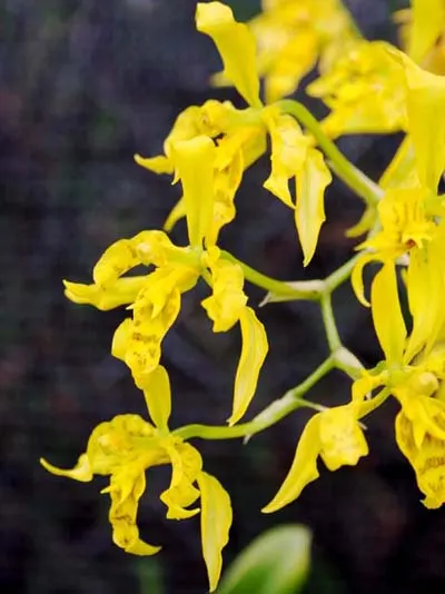Cyrtochilum pardinum