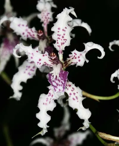 Cyrtochilum ramosissimum