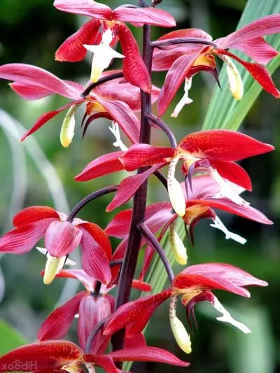 Houlletia odoratissima