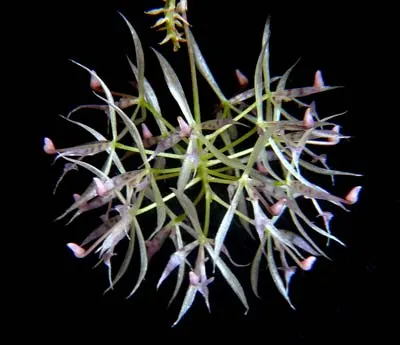 Macroclinium aurorae