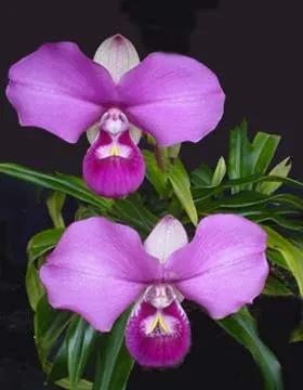 Phragmipedium kovachii