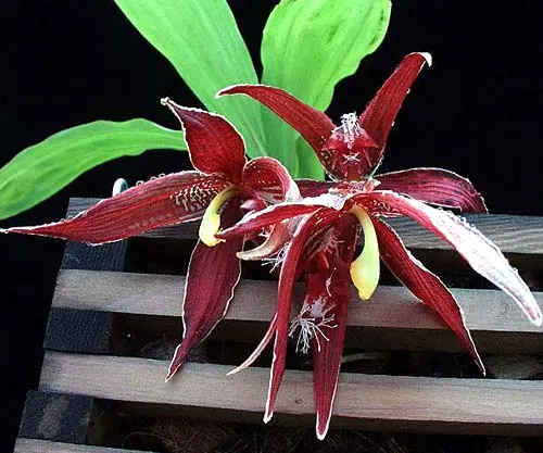 Paphinia neudeckeri