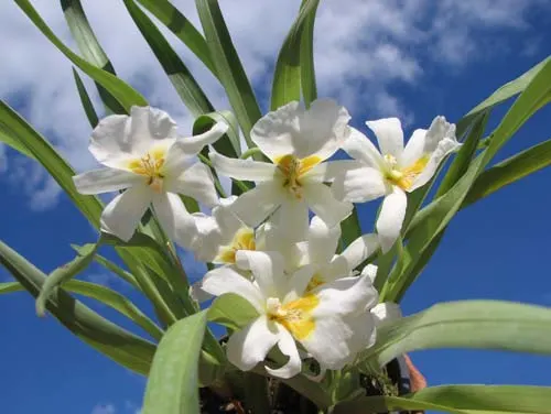Miltoniopsis santanae