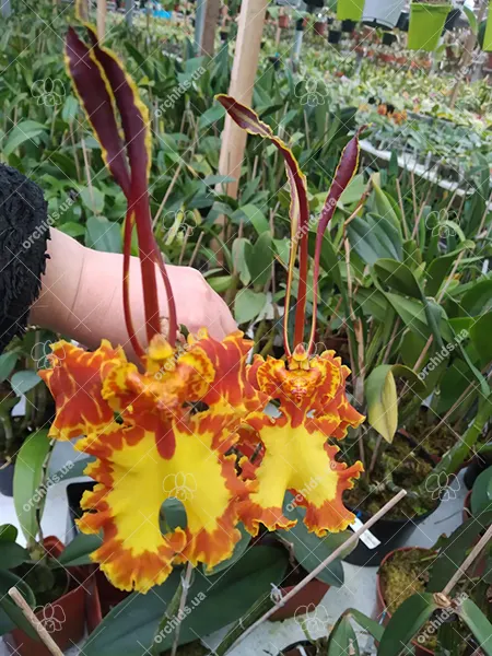 Psychopsis Mariposa 'Green Valley'
