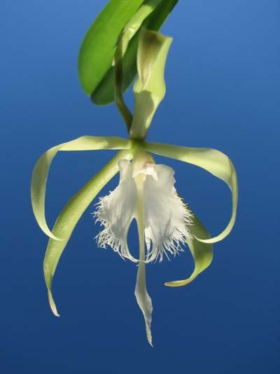 Epidendrum parkinsonianum x Brassavola digbyana