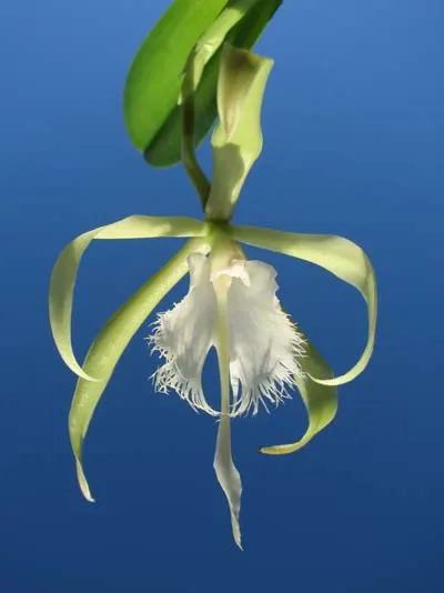 Epidendrum parkinsonianum x Brassavola digbyana