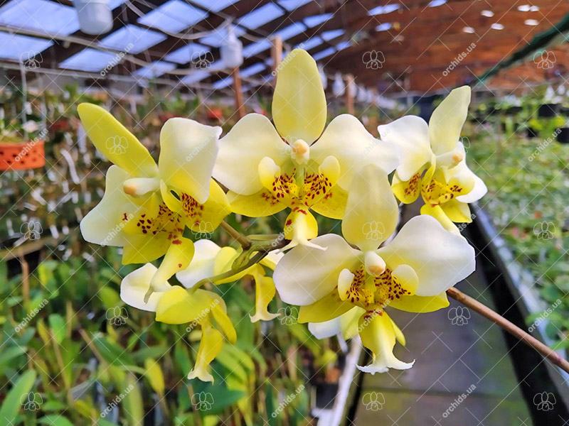 Phalaenopsis stuartiana yellow x sib