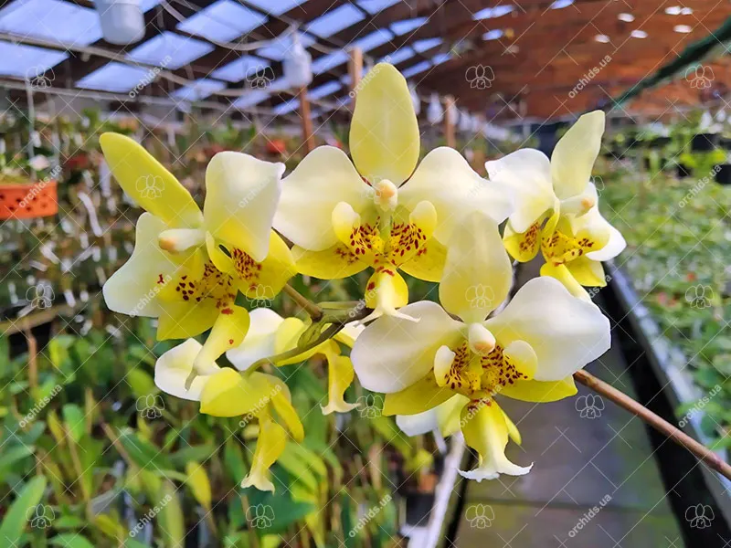 Phalaenopsis stuartiana yellow x sib