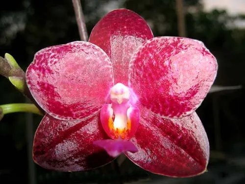 Phalaenopsis Penang x gigantea