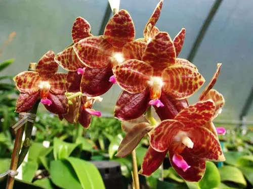 Phalaenopsis Ohl Flame 'Yung Ho' (Princess Kaulani x gigantea)