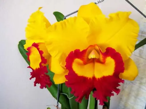 Brassolaeliocattleya Taiwan Ruby 'Taiyoung #6'