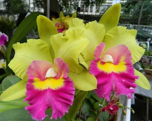 Brassolaeliocattleya Young Kong 'Sun No16'