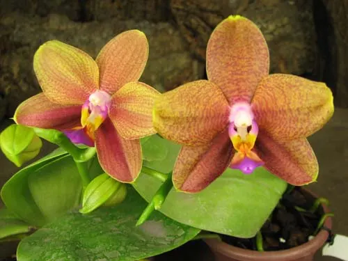 Doritaenopsis Sogo Meili x Phalaenopsis Ld's Bear Queen