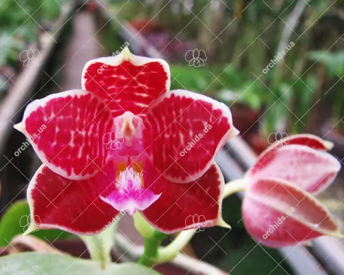 Phalaenopsis Coral Isles x Phalaenopsis corningiana