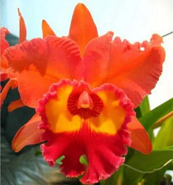 Potinara Chief Emperor 'Sunset'