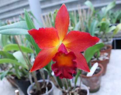 Potinara Chief Sweet Orange 'Sweet Orange'