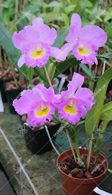 Rhynchosophrocattleya Mormilani Jewel 'Chunfong'