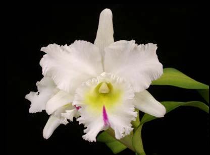 Brassocattleya Mount Hood 'Mary'