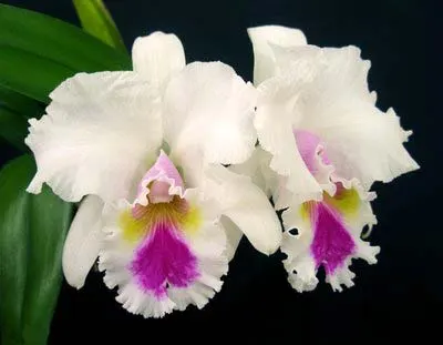 Brassolaeliocattleya Aloha Spirit 'Lenette'