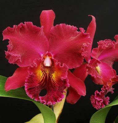 Brassolaeliocattleya Dickie Brooks 'Cole #6' x Brassolaeliocattleya Chia Lin 'Shinsu #1'