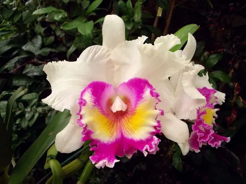 Brassolaeliocattleya Dr Joe Walker 'Ray Mishima'