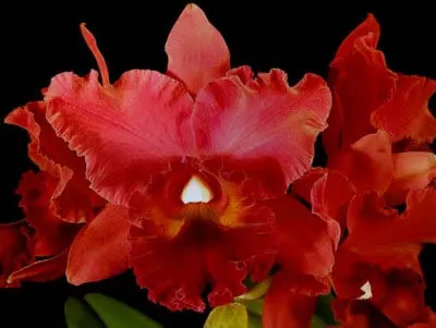 Brassolaeliocattleya Fort Watson 'Mendenhall'