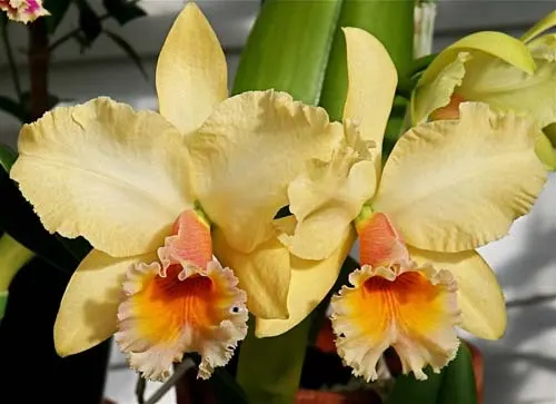 Brassolaeliocattleya George King 'Southern Cross'