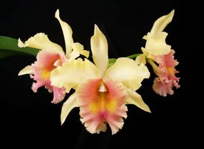 Brassolaeliocattleya Neil McDade 'Lenette' x Brassolaeliocattleya George King 'Southern Cross'