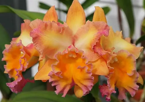 Brassolaeliocattleya Owen Holmes 'Encore'