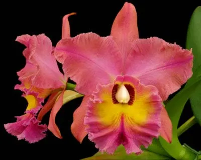 Brassolaeliocattleya Owen Holmes 'Newberry'